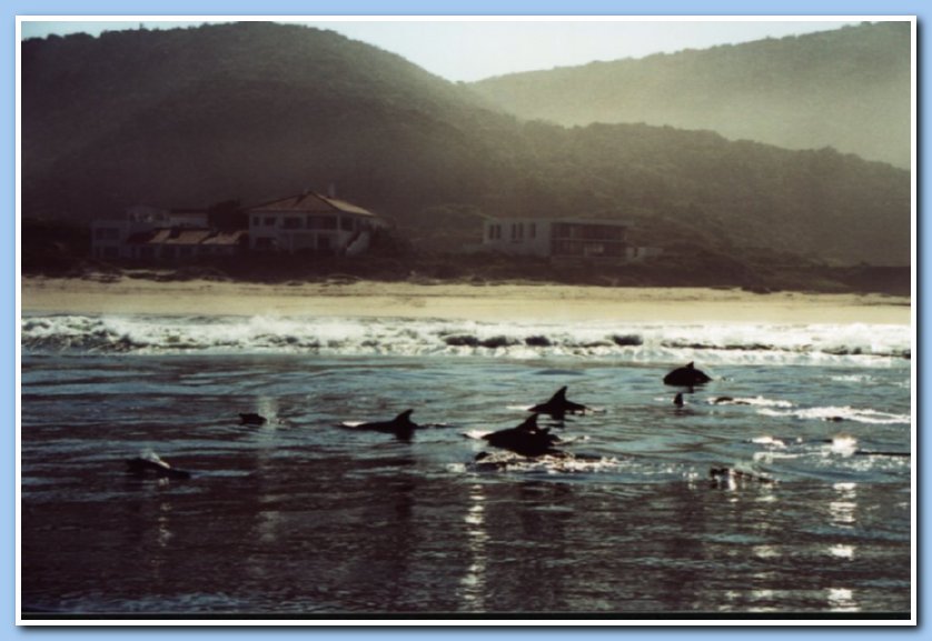 Dolphins Plettenburg Bay